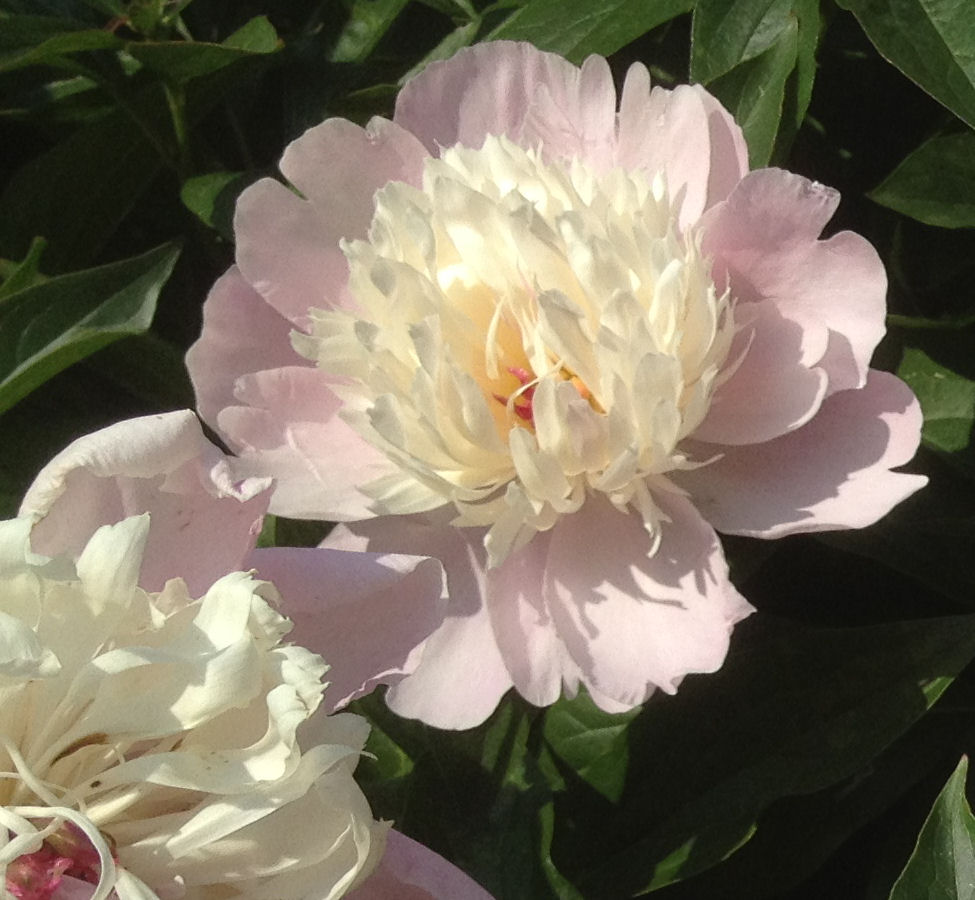 Pivoine.jpg : image dégradée au format JPG, compression intermédiaire (128Ko)