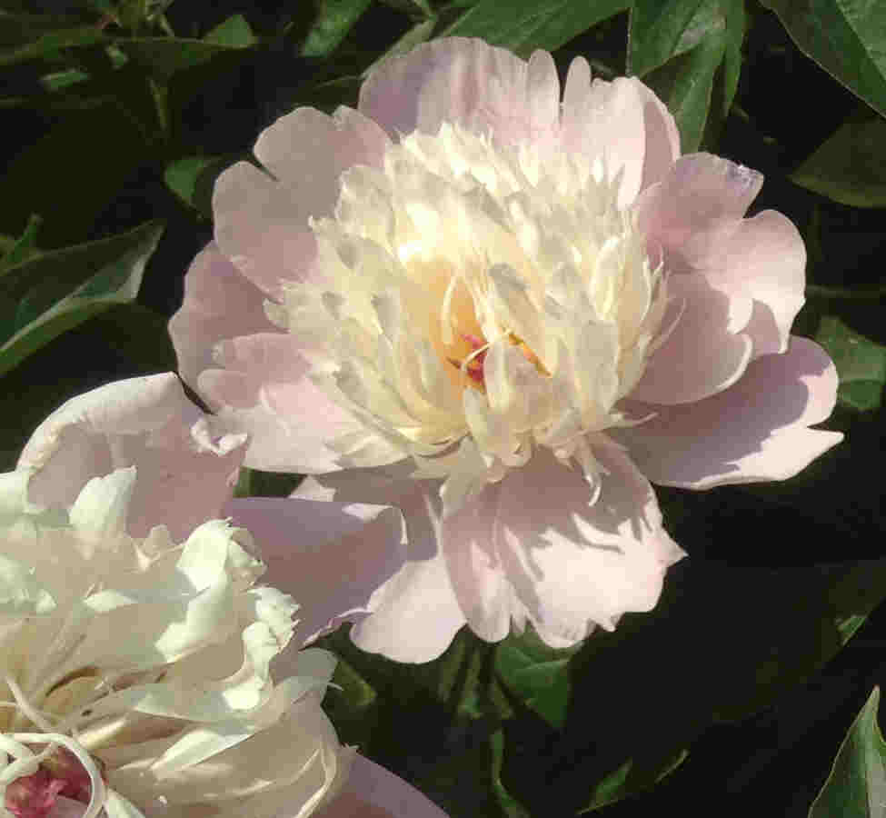 Pivoine.jpg : image dégradée au format JPG, compression forte (43Ko)